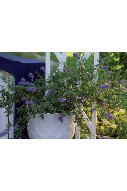 Цеанотус в красивому горщику.